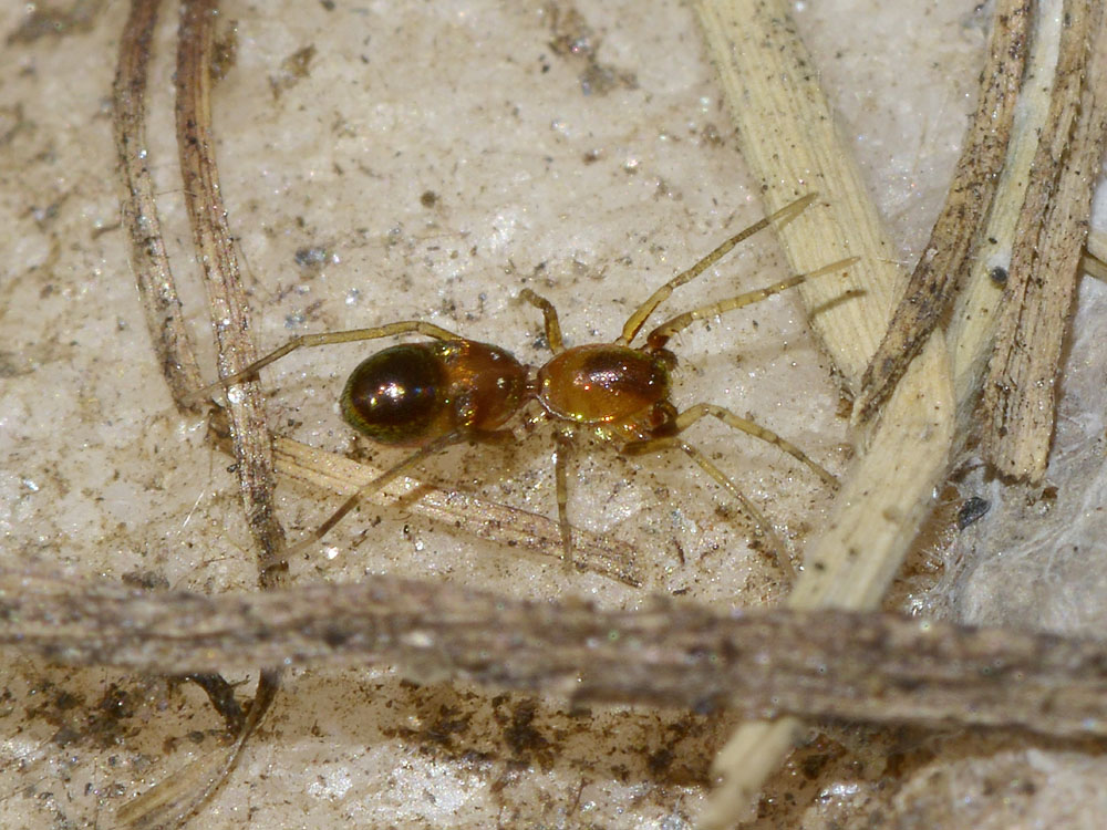 Micaria cf. dives - San Giorio di Susa (TO)